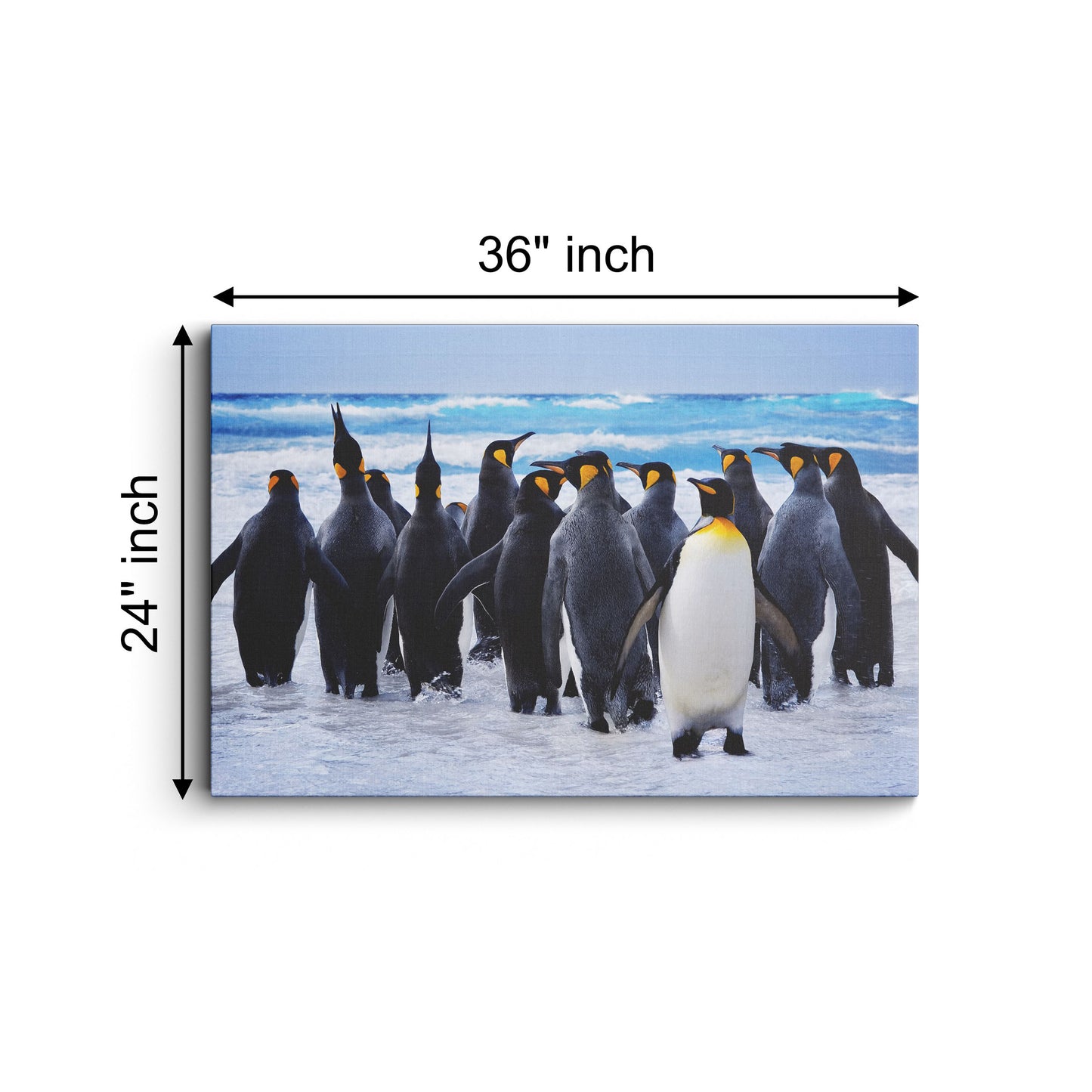 Sea Ocean King Penguin Bird Animal Penguin canvas wall painting