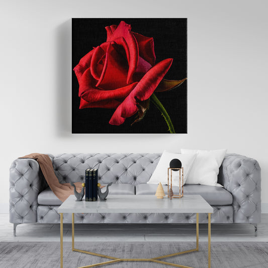 Rose Canvas wall painting